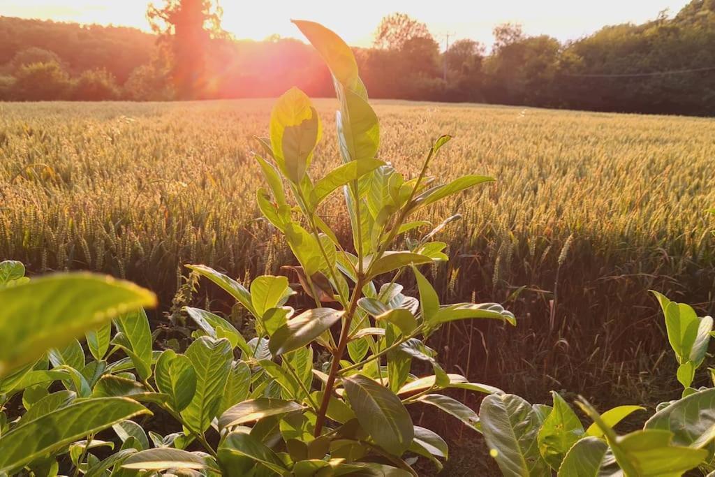 Sunset View Gillingham (Kent)